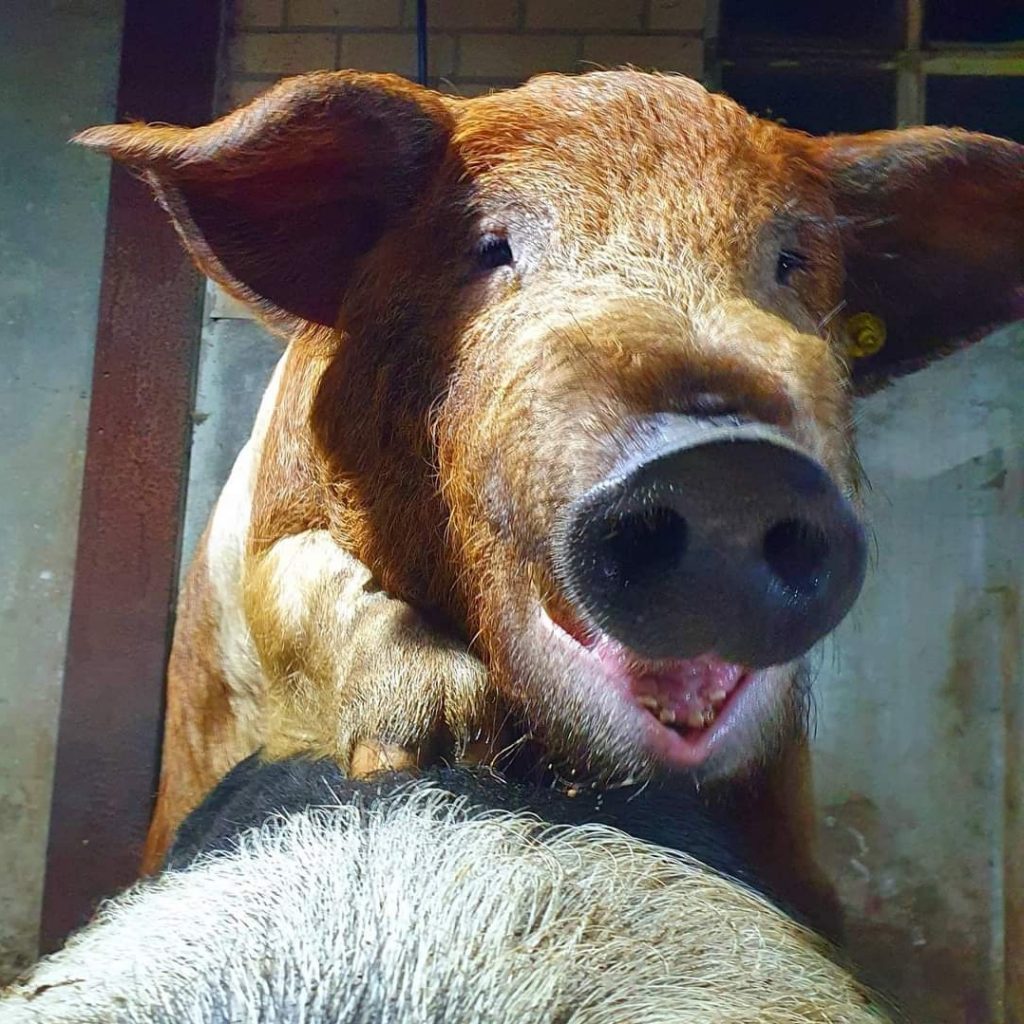 Preventie Scheur Decimale Onze Varkens – Poldervarken